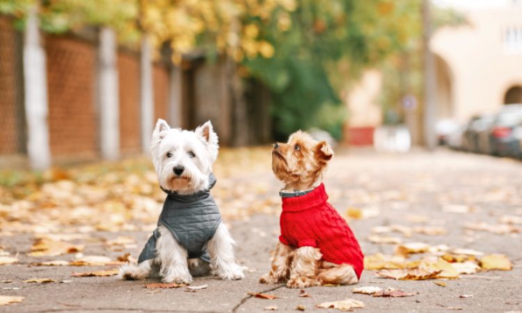 Vestir a los perros: ¿sí o no? Descubre sí es aconsejable poner ropa a las mascotas
