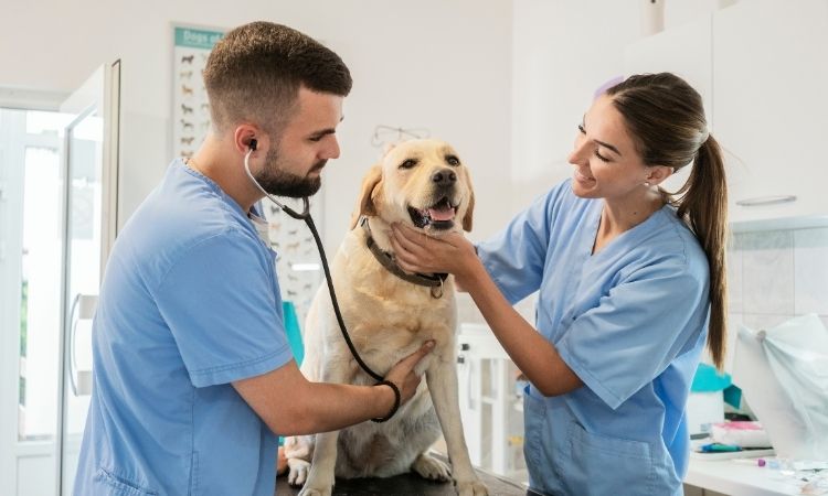 Veterinario de urgencias: Cuándo acudir y cómo actuar ante una emergencia
